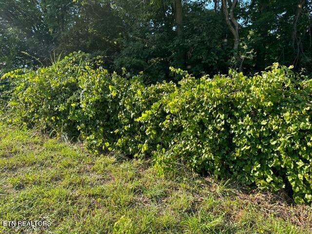 0 Salem Road Greeneville, TN 37743 - Photo 5 of 16 IMG_0507