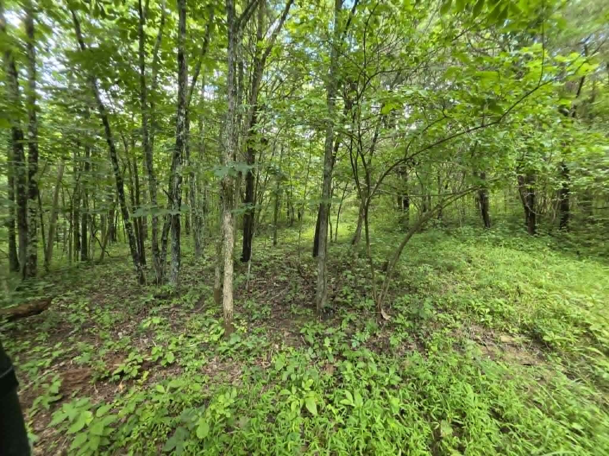 811 Hickory Ridge Road Waddy, KY 40076 - Photo 56 of 79 forest