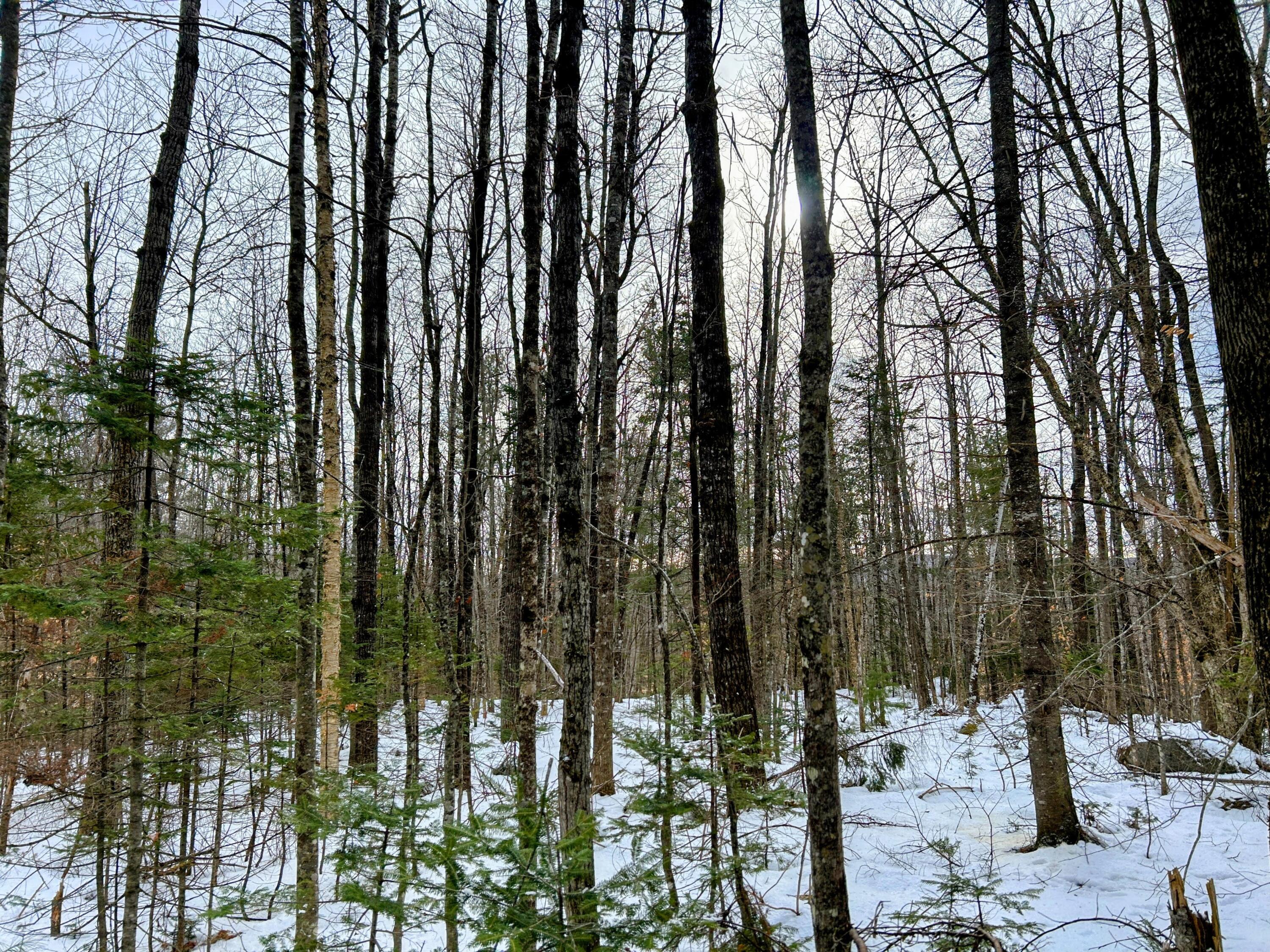 Lot B Long Falls Dam Road New Portland, ME 04961 - Photo 6 of 20 IMG_6913