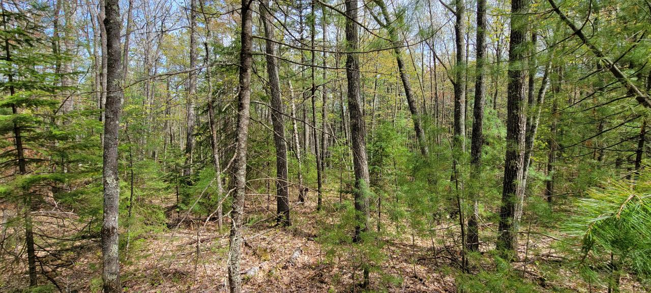 Off Witches Lake Road, Unit LOT 4 Woodruff, WI 54568 - Photo 11 of 39 Gallery Image 11