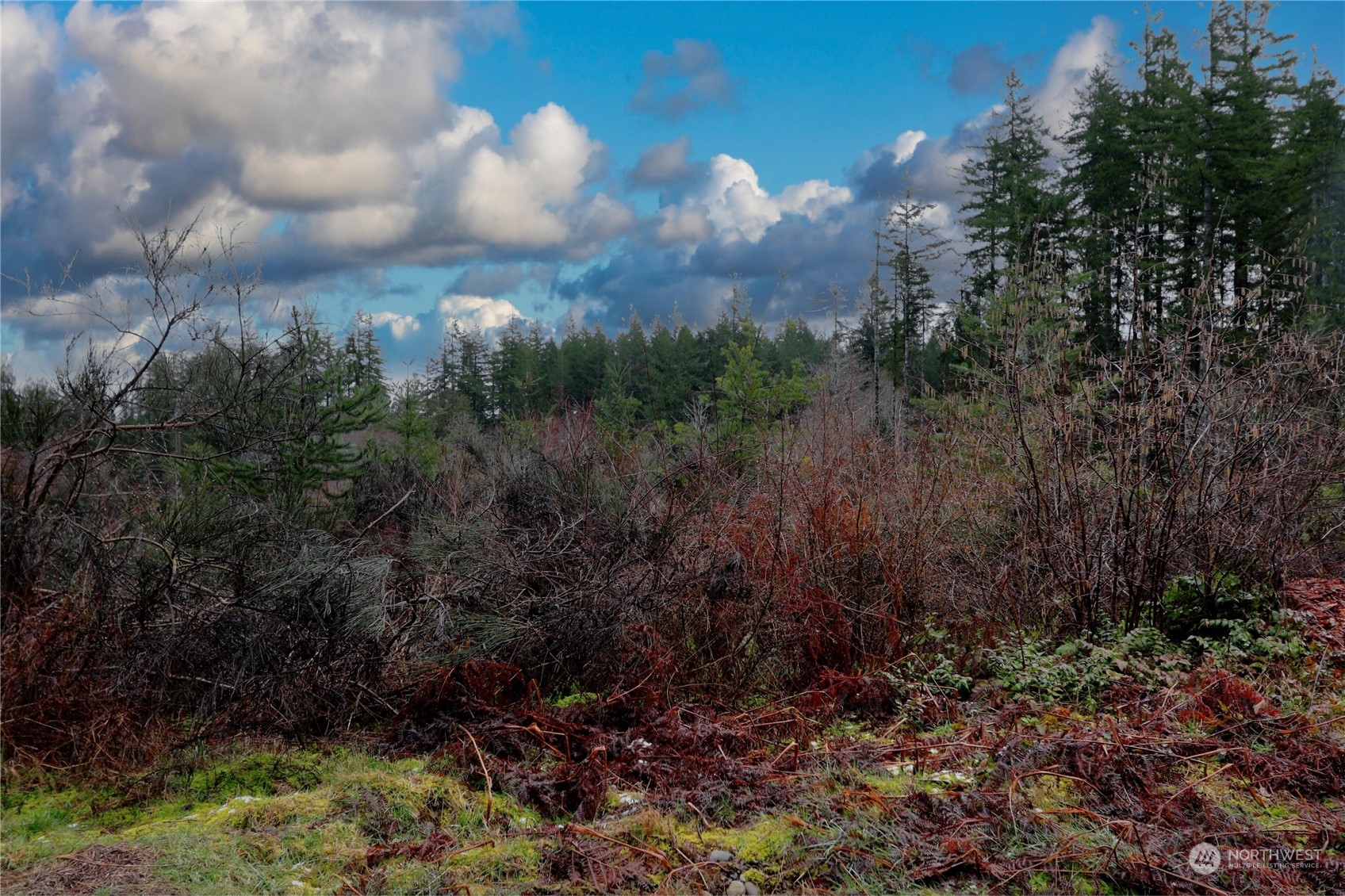 0 West Fish Hatchery Road Elma, WA 98541 - Photo 2 of 4 Gallery Image 2