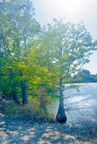 a view of a bunch of trees