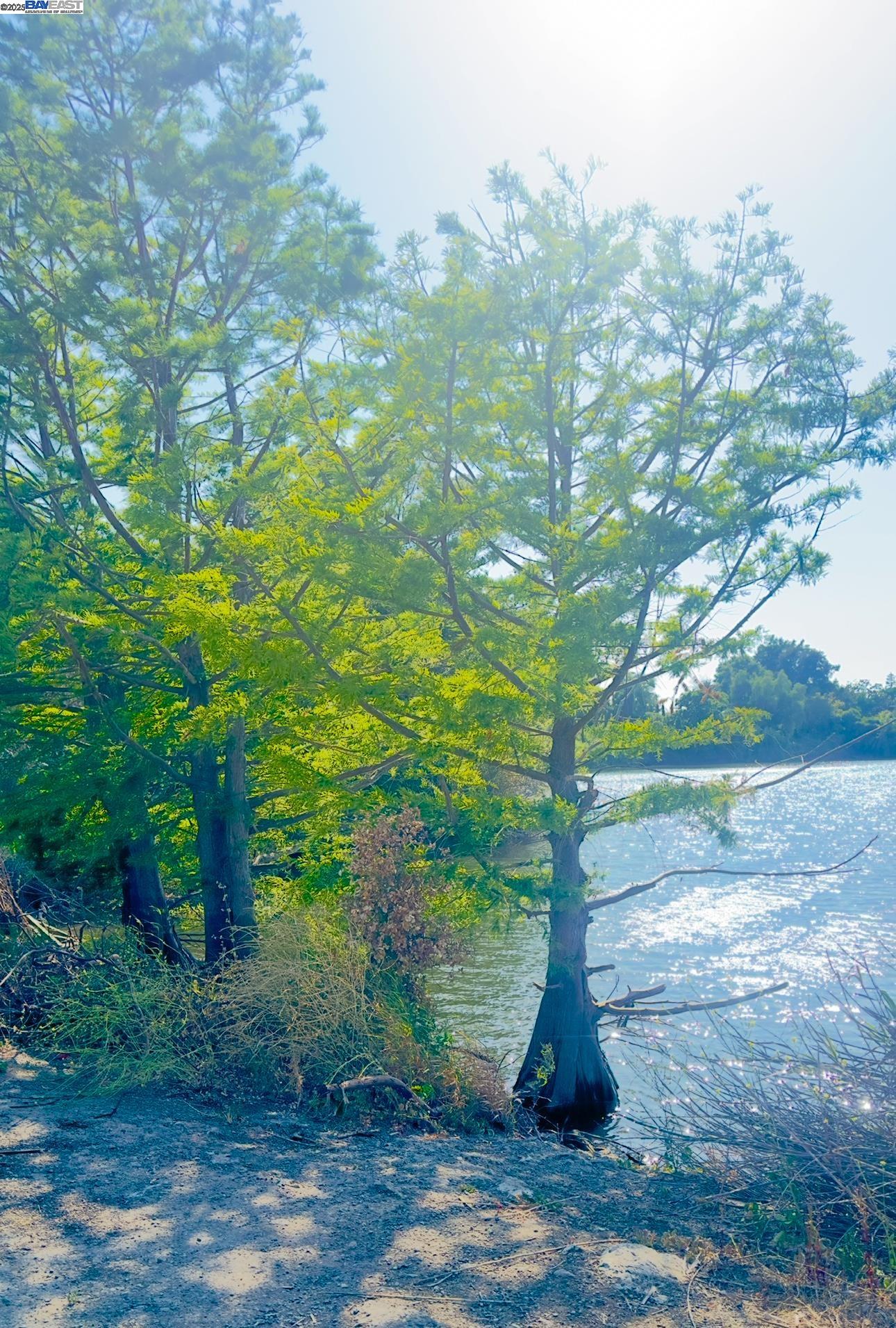 37230 2nd Street Fremont, CA 94536 - Photo 45 of 49 a view of a yard