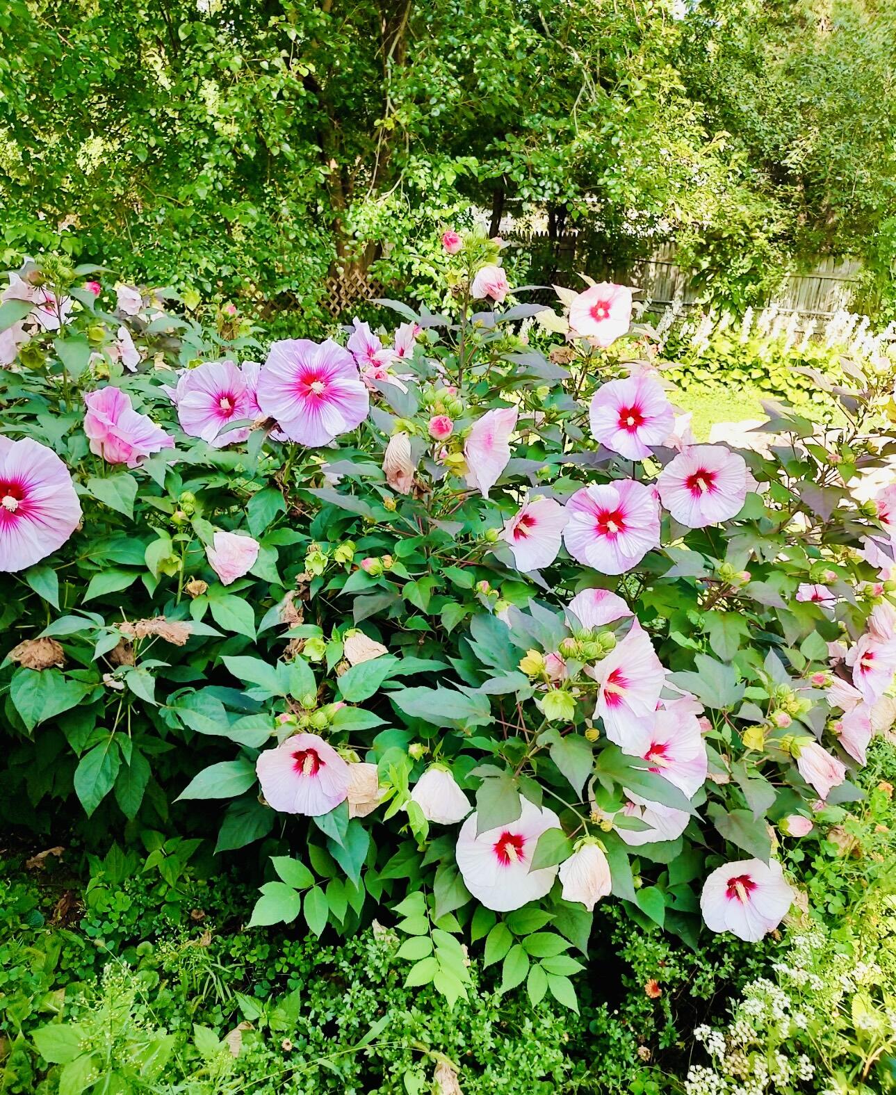 913 Chapel Hill Road Madison, WI 53711 - Photo 3 of 41 IMG_7494