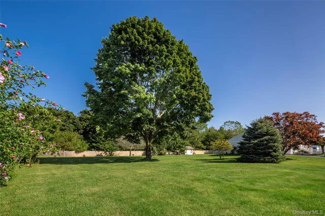 a view of a trees in a yard