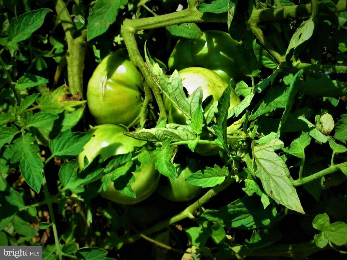 33 East Circle Road Stanardsville, VA 22973 - Photo 20 of 24