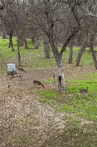 a view of a yard with plants and trees