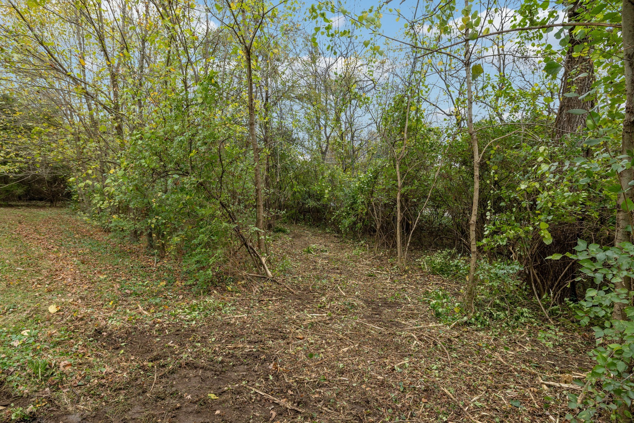 1917 Old Hickory Boulevard Brentwood, TN 37027 - Photo 16 of 49 a view of forest