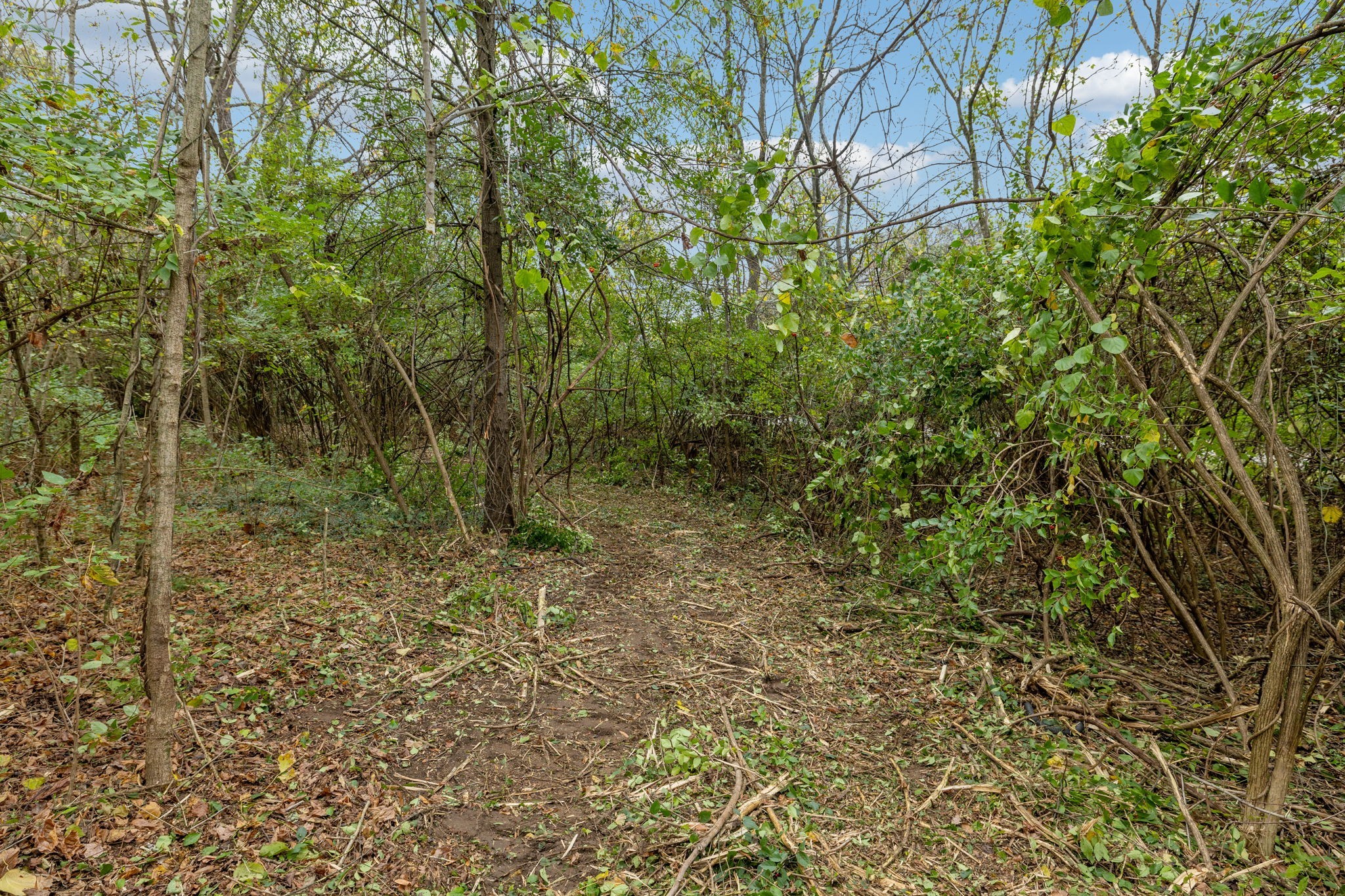 1917 Old Hickory Boulevard Brentwood, TN 37027 - Photo 18 of 49 a view of a forest