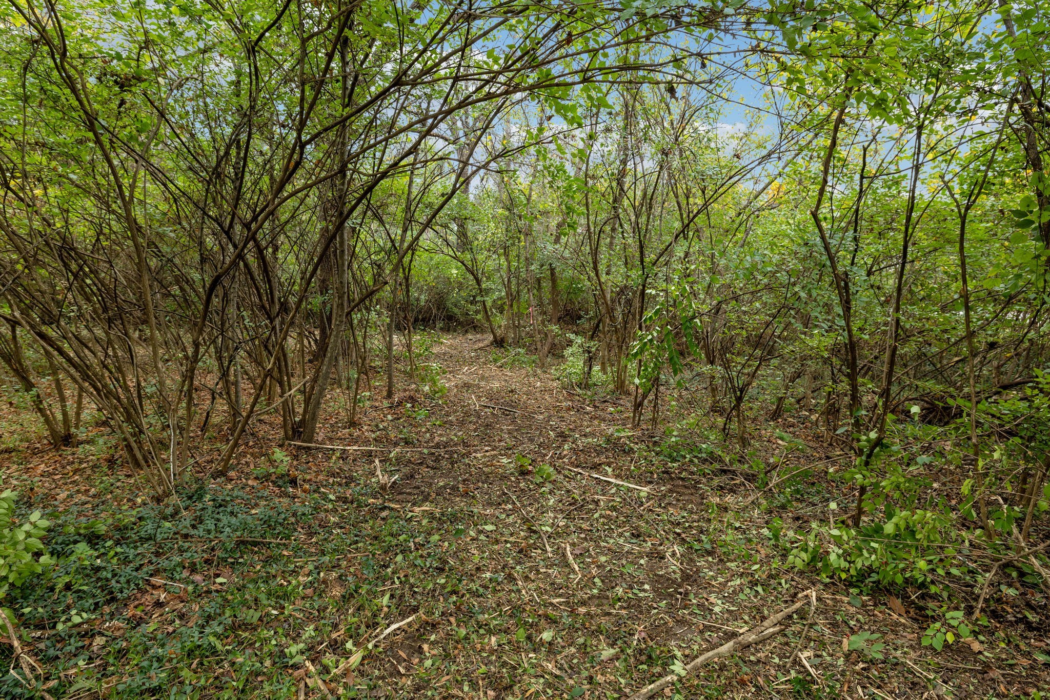 1917 Old Hickory Boulevard Brentwood, TN 37027 - Photo 19 of 49 a view of a yard with plants and large trees