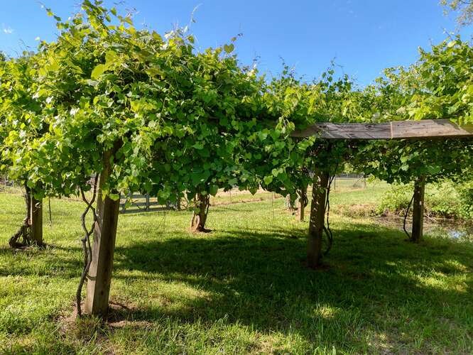 441 Foxfire Road Blairsville, GA 30512 - Photo 8 of 73 a view of yard with tree in it
