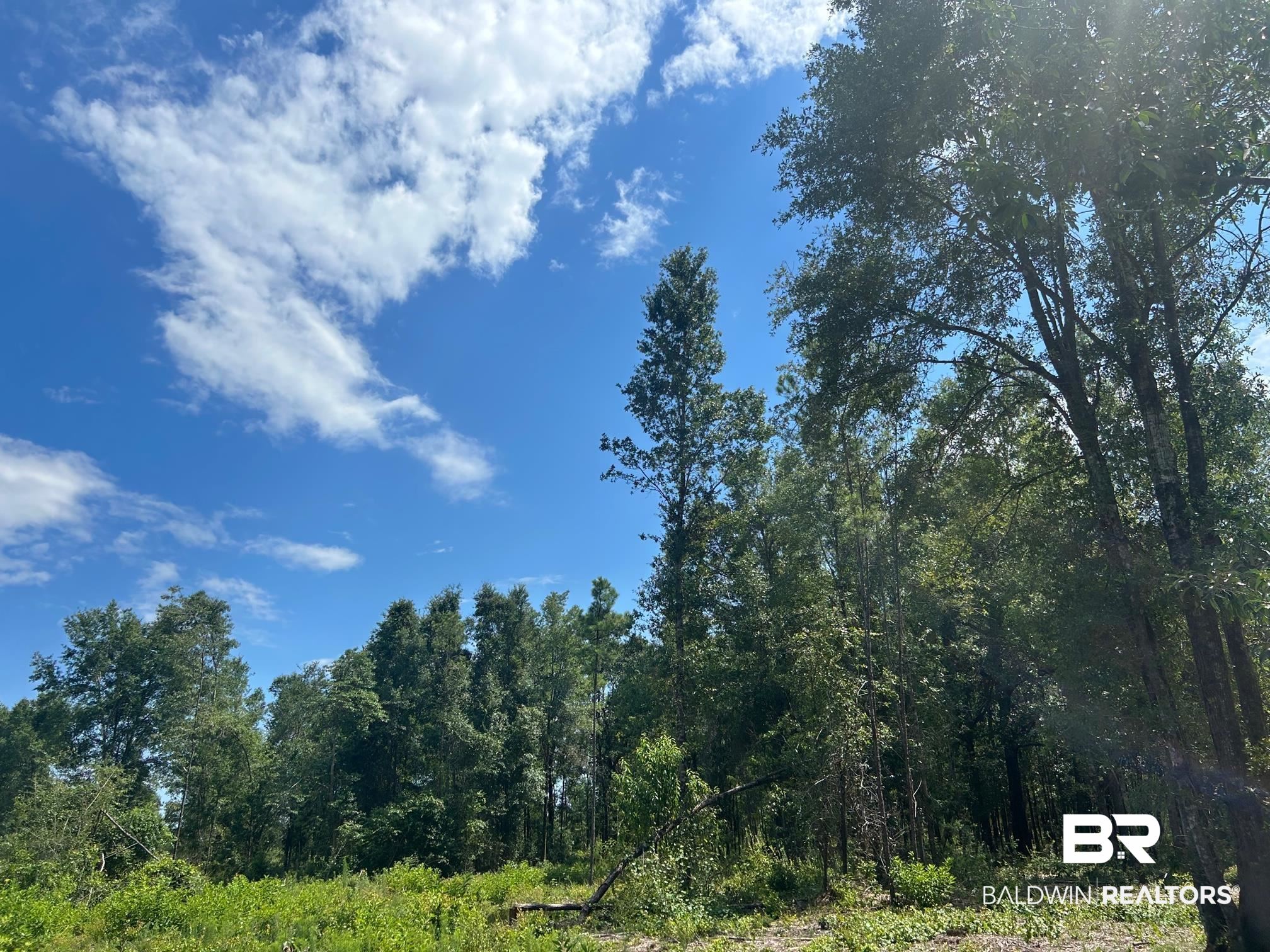 0 Newman Road Mobile, AL 36695 - Photo 21 of 36 View of local wilderness