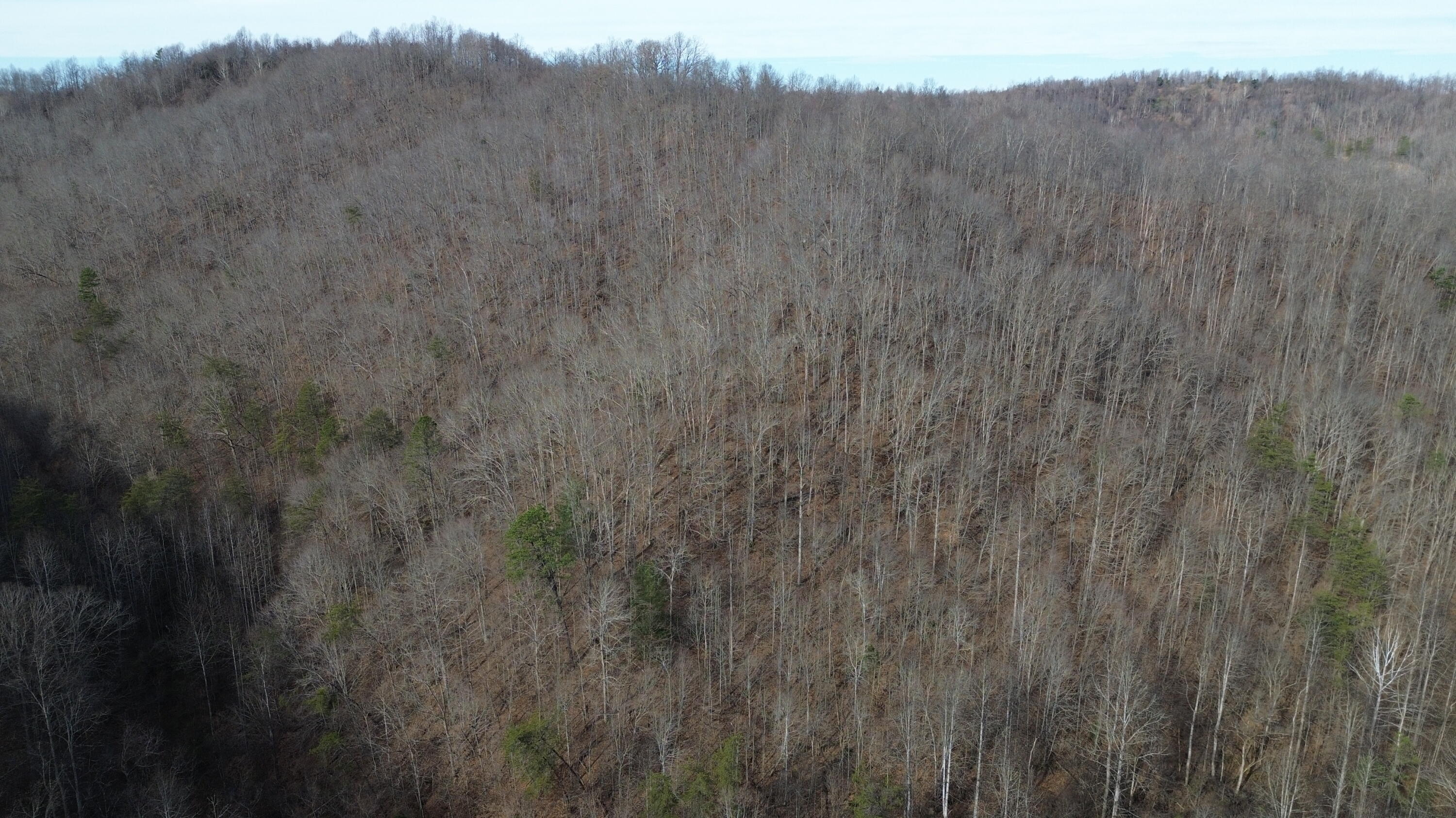 237 A Meat Scaffold Road Jackson, KY 41339 - Photo 14 of 44 Trees