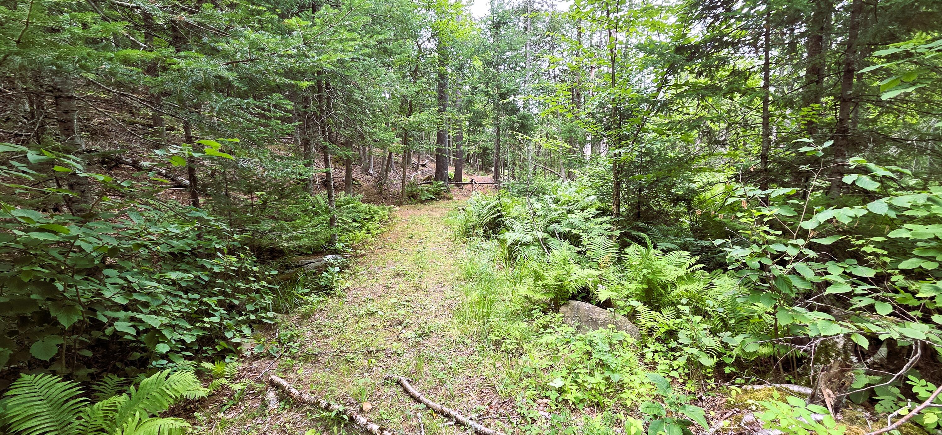 83 Brooks Pond Road Corinna, ME 04928 - Photo 76 of 80 trail at left side of property