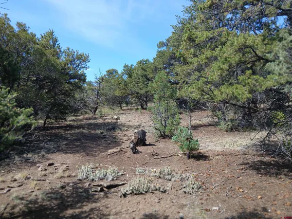 a view of a dirt road with trees in the background