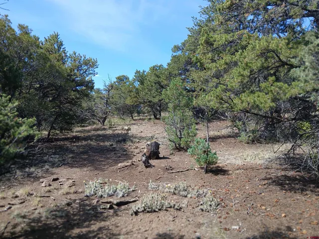 a view of a dirt road with trees in the background