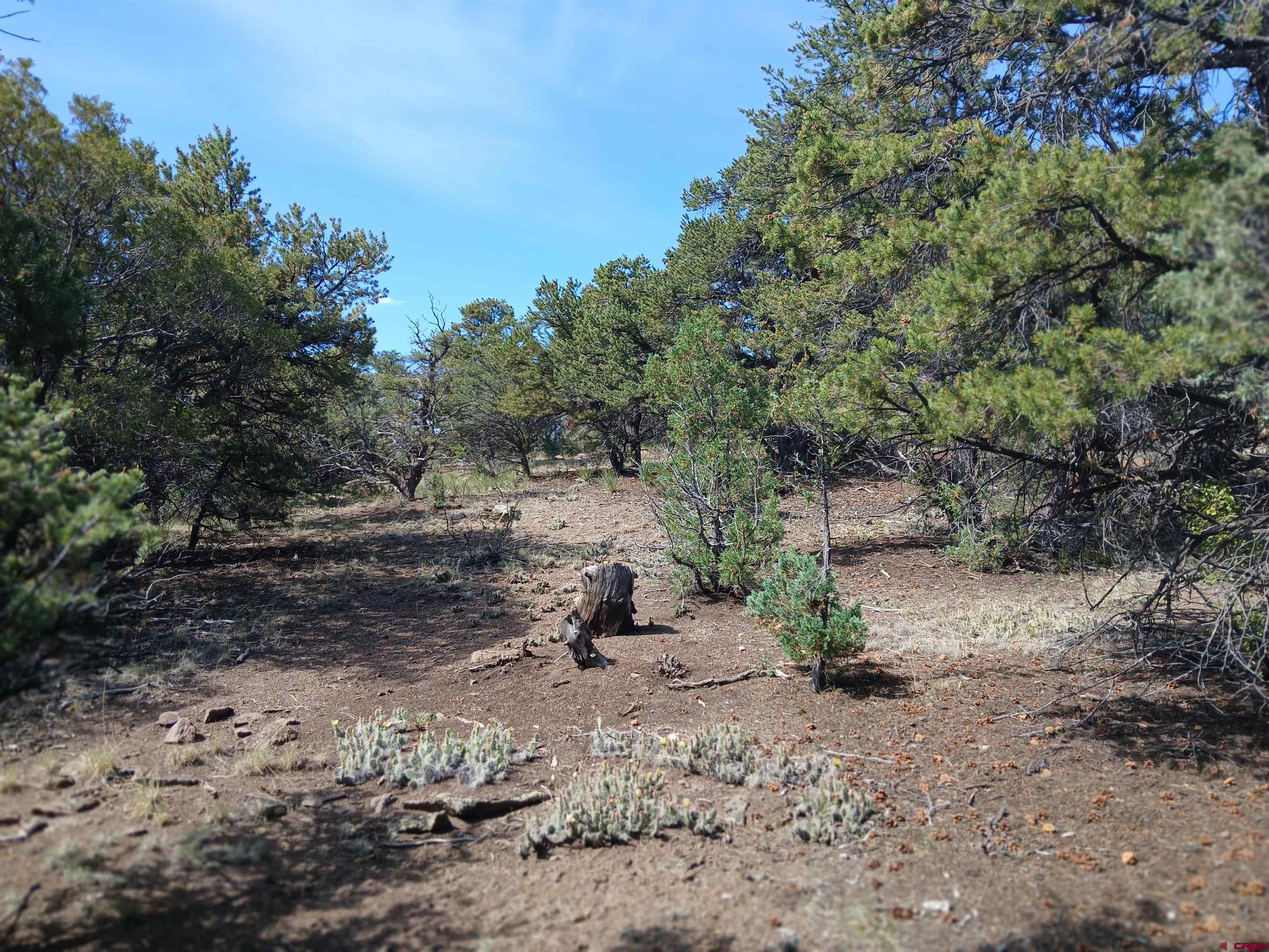 555 Aspen Road South Fork, CO 81154 - Photo 1 of 15 a view of a dirt road with trees in the background