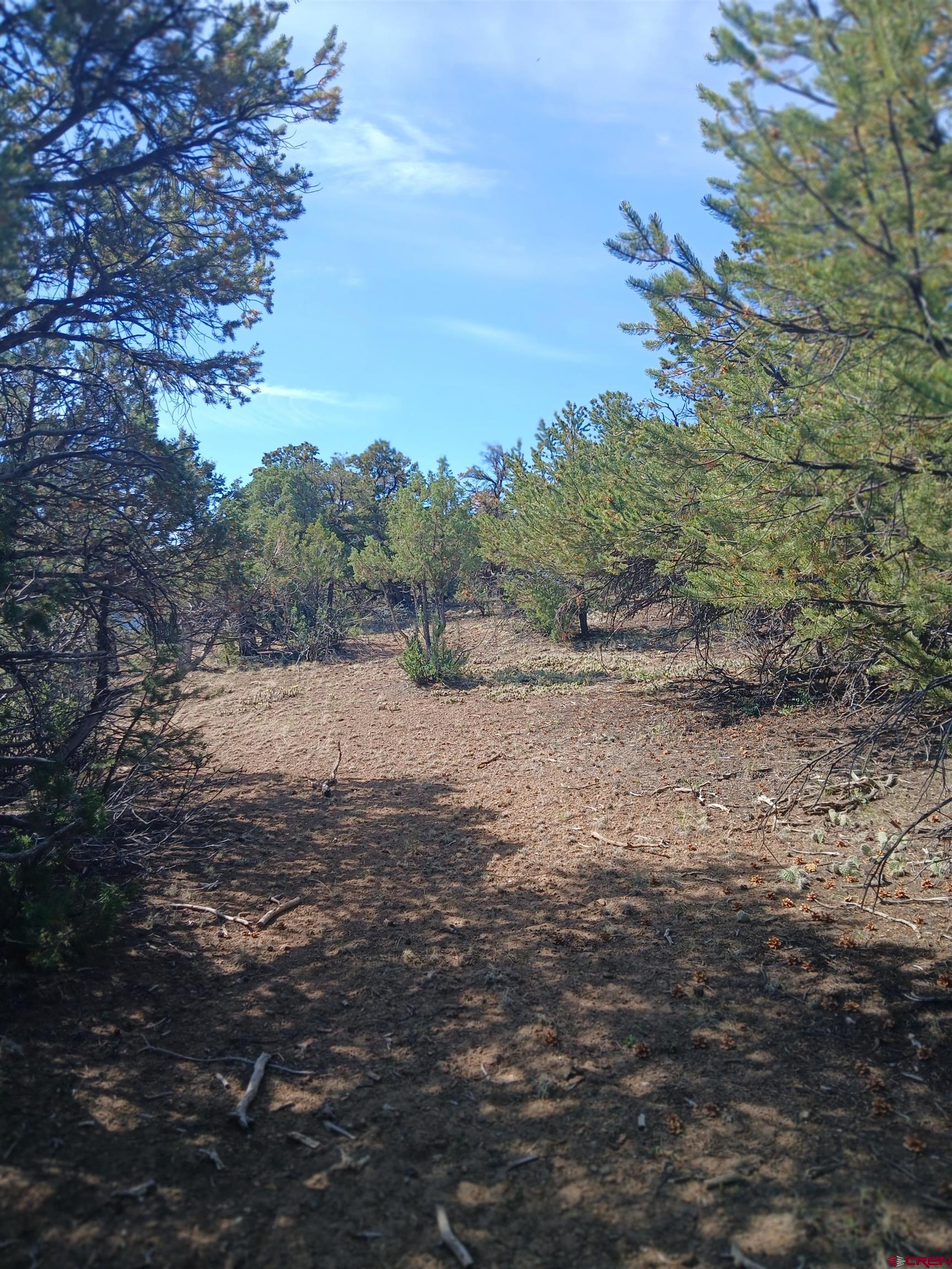 555 Aspen Road South Fork, CO 81154 - Photo 3 of 15 a view of a dry yard with trees