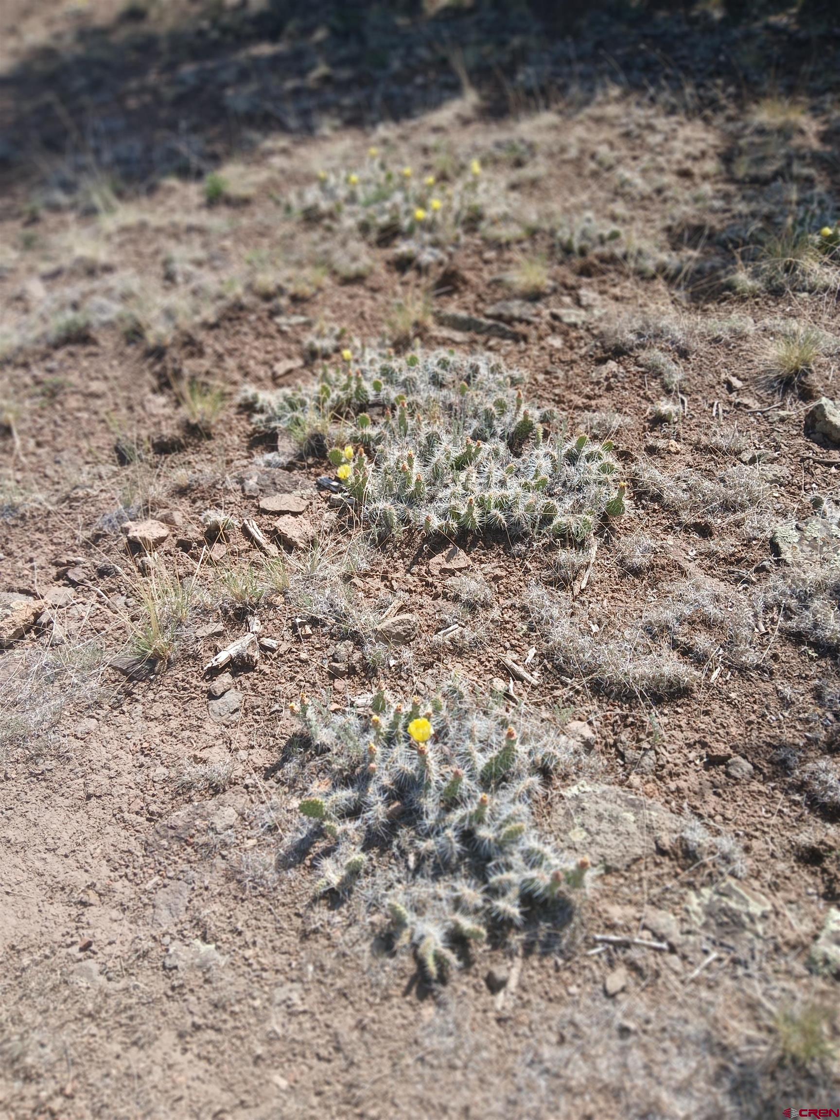 555 Aspen Road South Fork, CO 81154 - Photo 4 of 15 a view of a yard