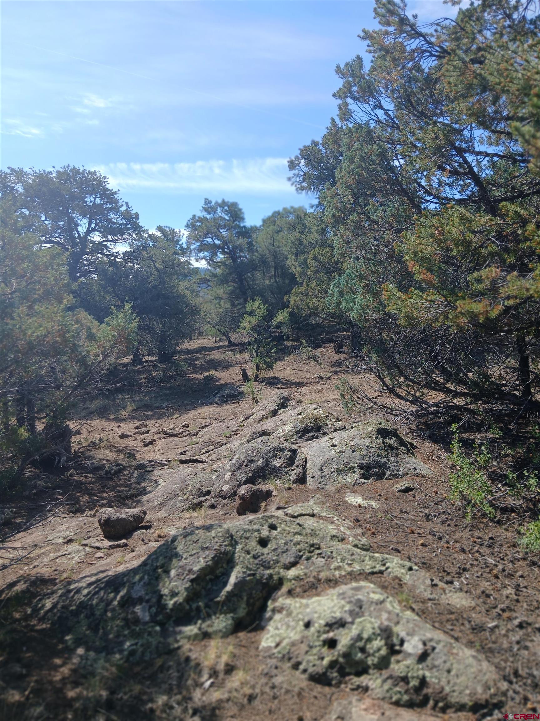 555 Aspen Road South Fork, CO 81154 - Photo 5 of 15 a view of a large yard with lots of green space