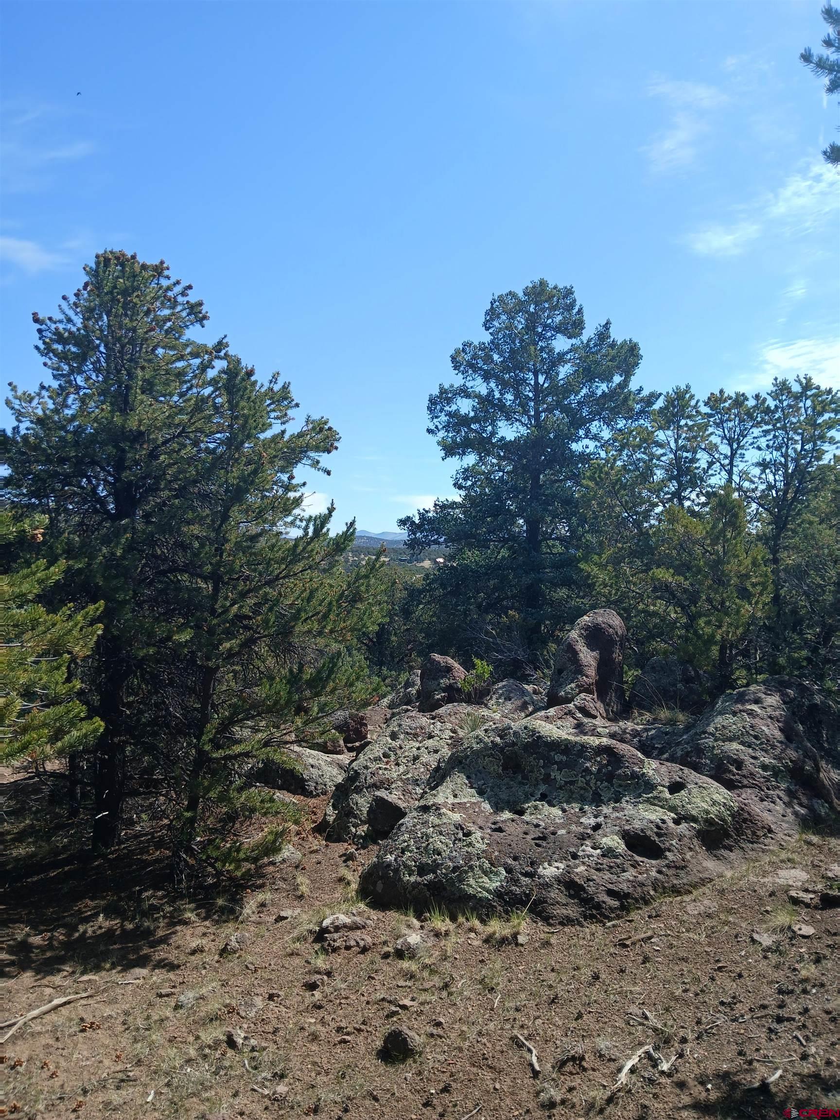 555 Aspen Road South Fork, CO 81154 - Photo 6 of 15 a view of a forest with a tree in the background