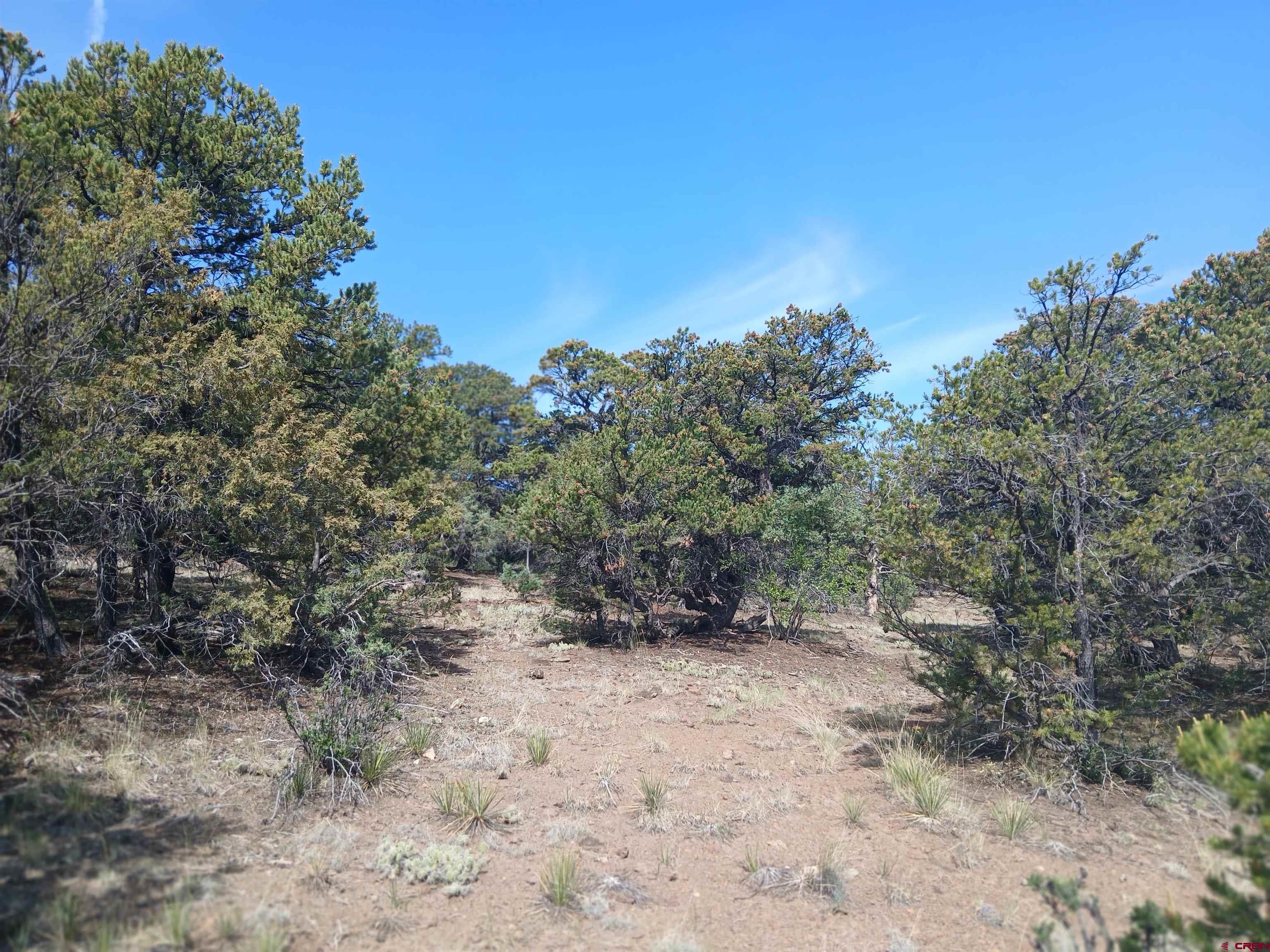 555 Aspen Road South Fork, CO 81154 - Photo 9 of 15 a view of a forest with trees in the background