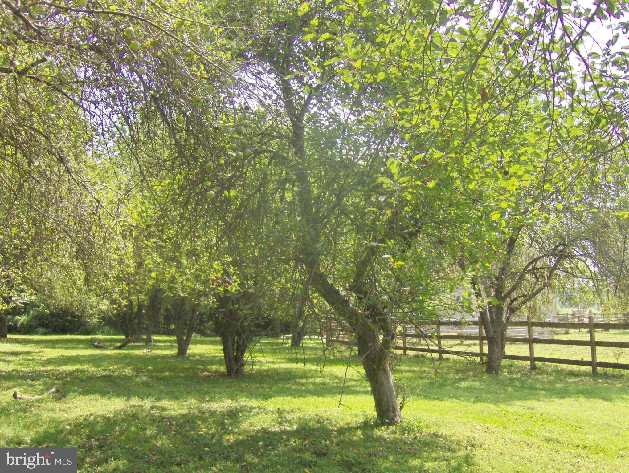 4957 Muddy Creek Road West River, MD 20778 - Photo 23 of 29 a big yard with lots of green space and trees
