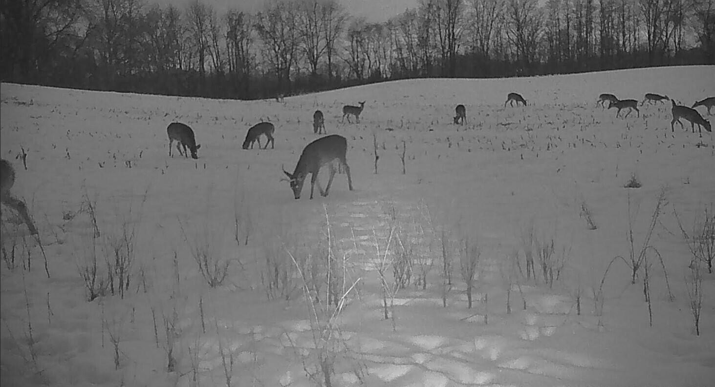 12753 Bliss Road Marcellus, MI 49067 - Photo 42 of 45 Childs herd 2