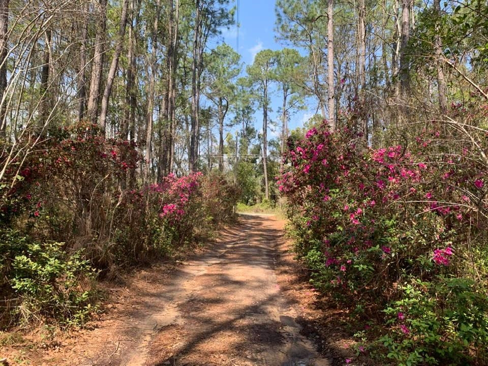 26264 Feely Road Elberta, AL 36530 - Photo 19 of 30