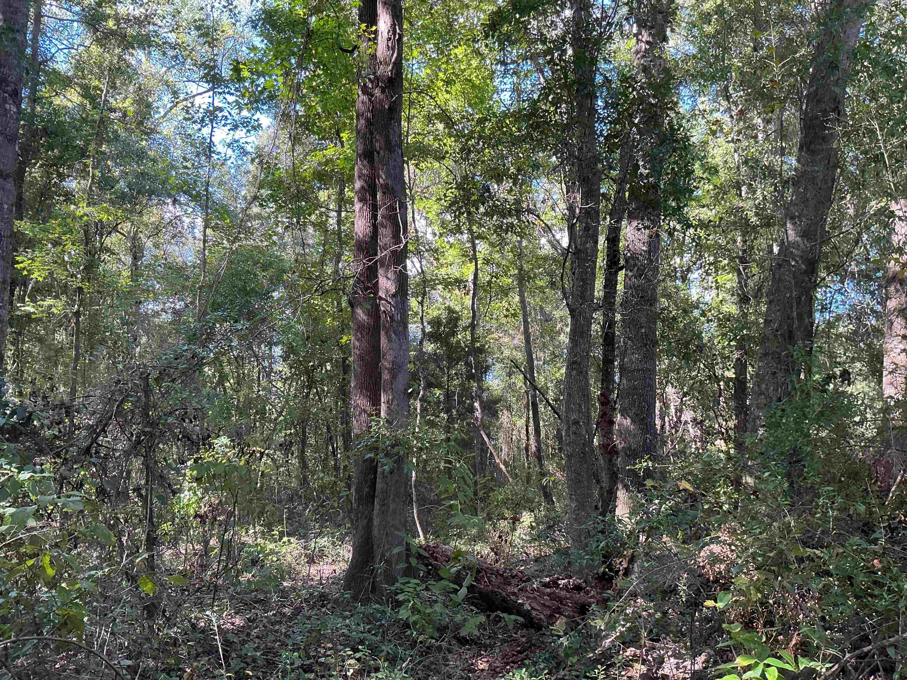 545 Shady Grove Road Andalusia, AL 36421 - Photo 14 of 16 Gallery Image 14