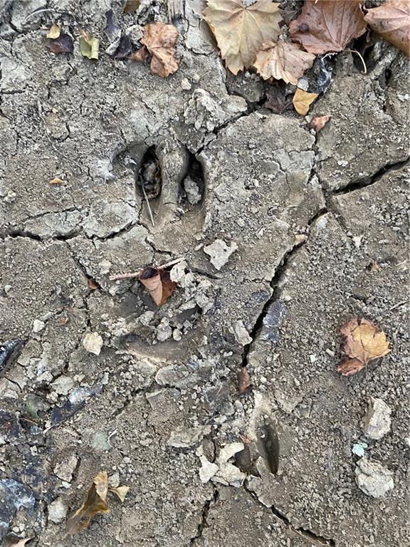 4 East Yeager Drive Ball, LA 71405 - Photo 16 of 30