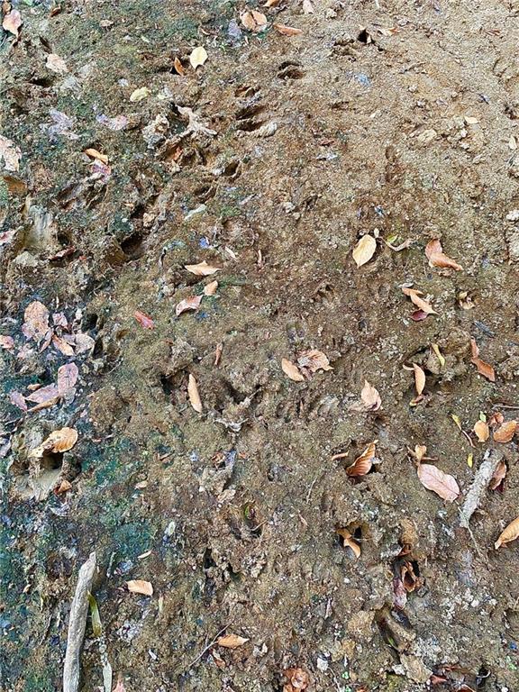 4 East Yeager Drive Ball, LA 71405 - Photo 21 of 30