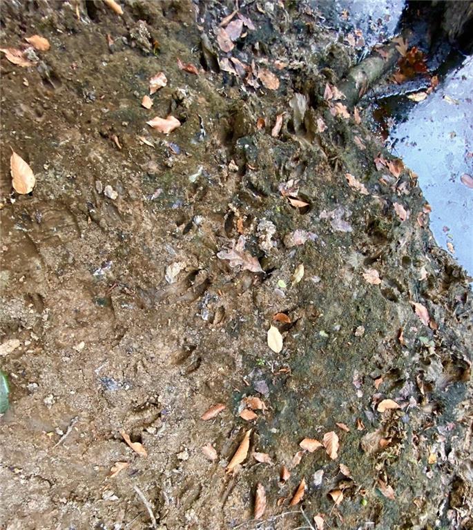 4 East Yeager Drive Ball, LA 71405 - Photo 22 of 30