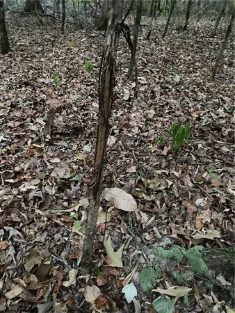 $744,000 | 4 East Yeager Drive, Ball, LA 71405