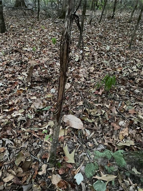 4 East Yeager Drive Ball, LA 71405 - Photo 26 of 30