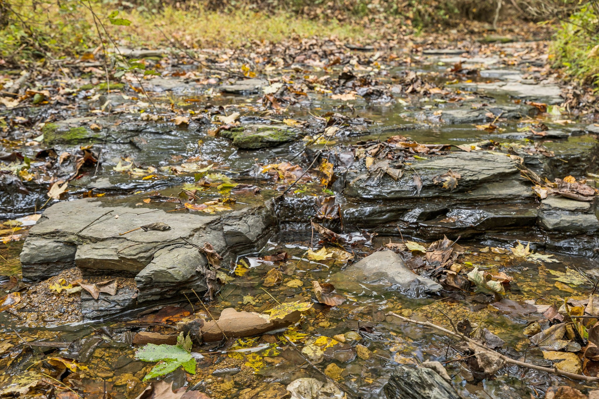 4388 Stenberg Road Whites Creek, TN 37189 - Photo 57 of 61 a view of yard