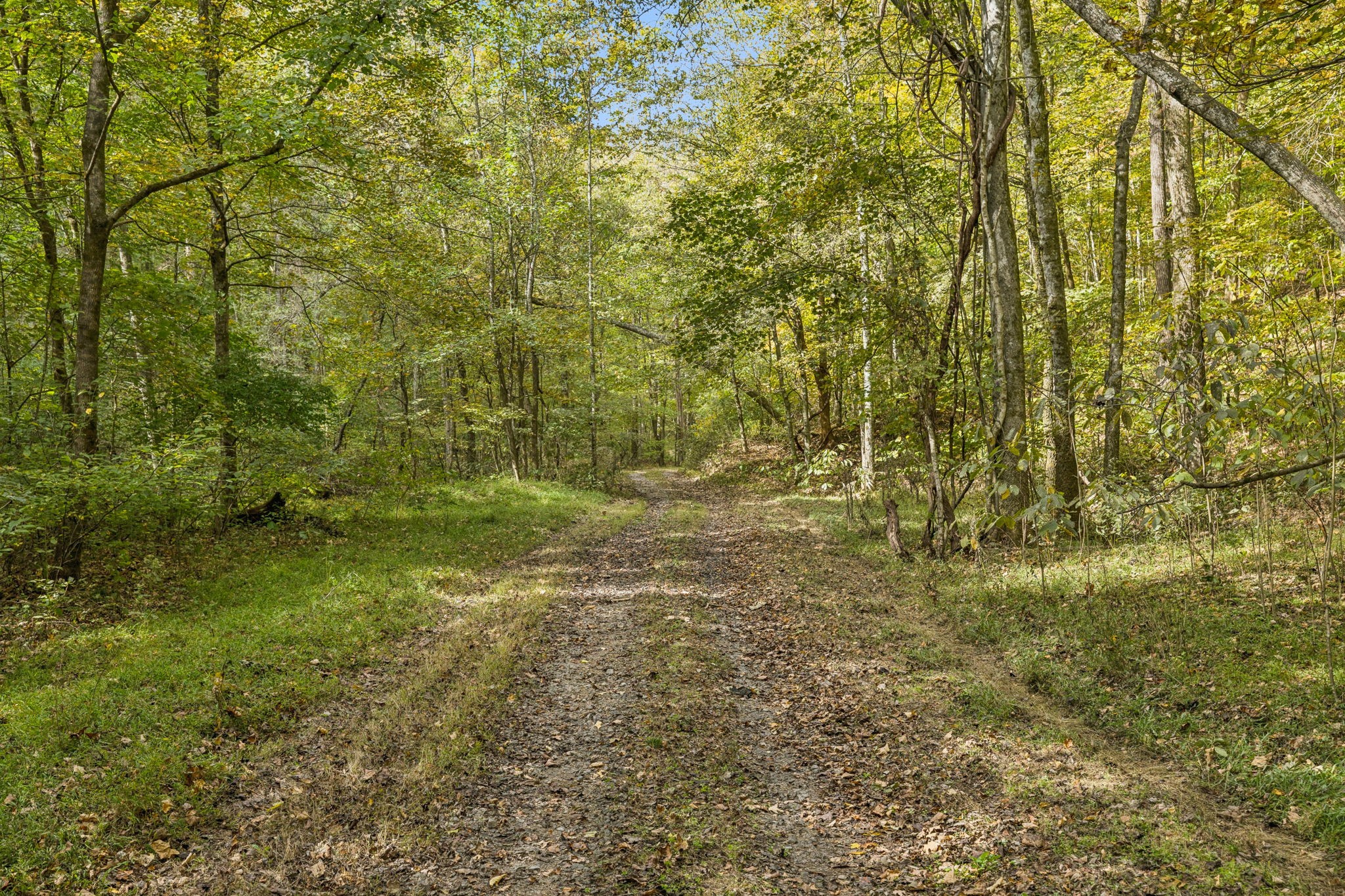 4388 Stenberg Road Whites Creek, TN 37189 - Photo 58 of 61 a view of a yard with a trees