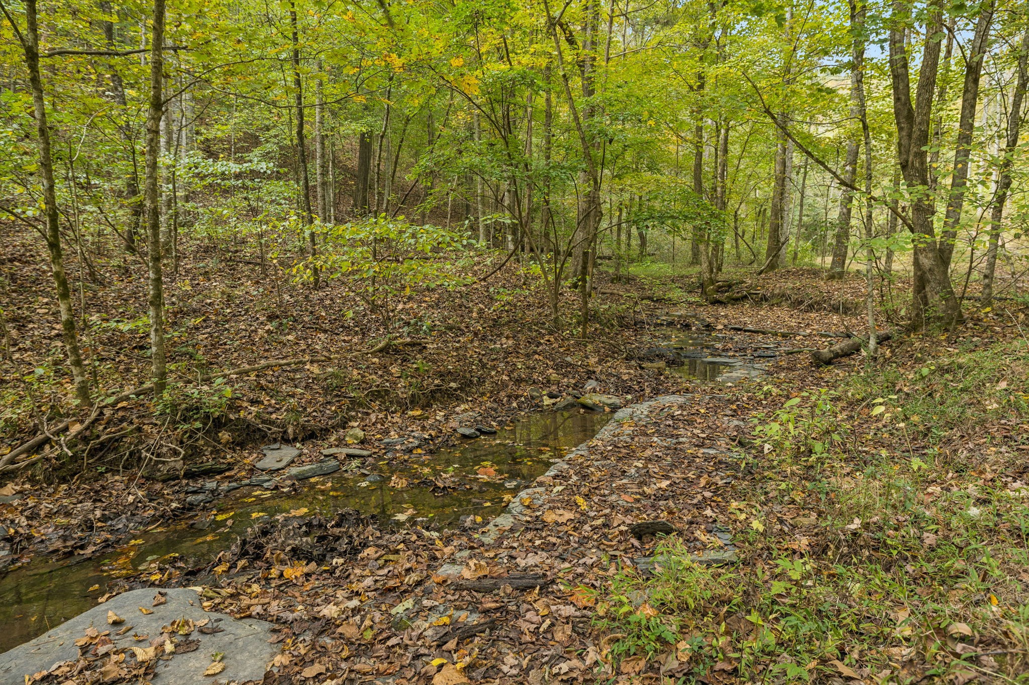 4388 Stenberg Road Whites Creek, TN 37189 - Photo 60 of 61 a view of a yard with plants and tree