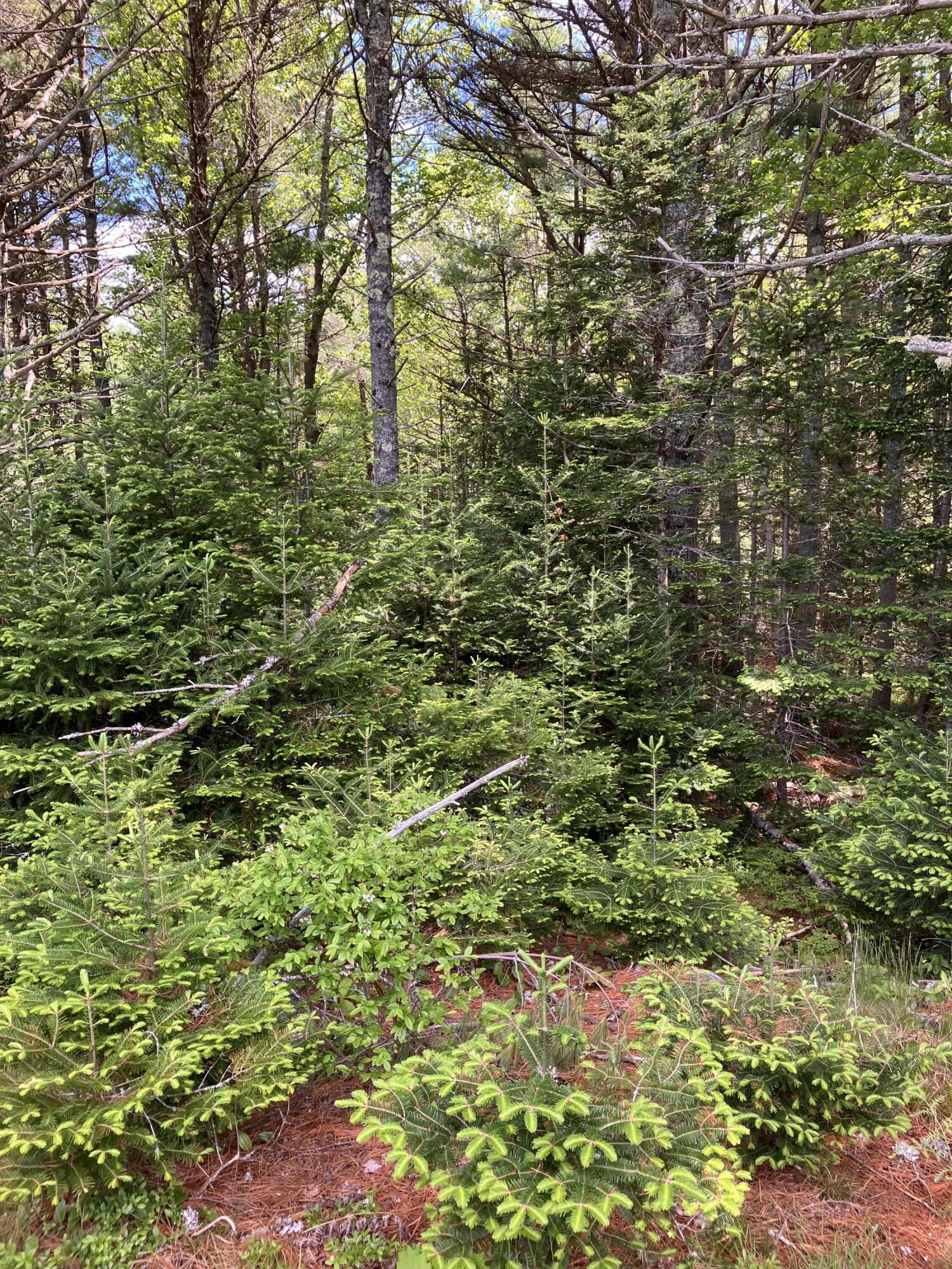 0 Eagle Lake Road Bar Harbor, ME 04609 - Photo 11 of 12 IMG_1378