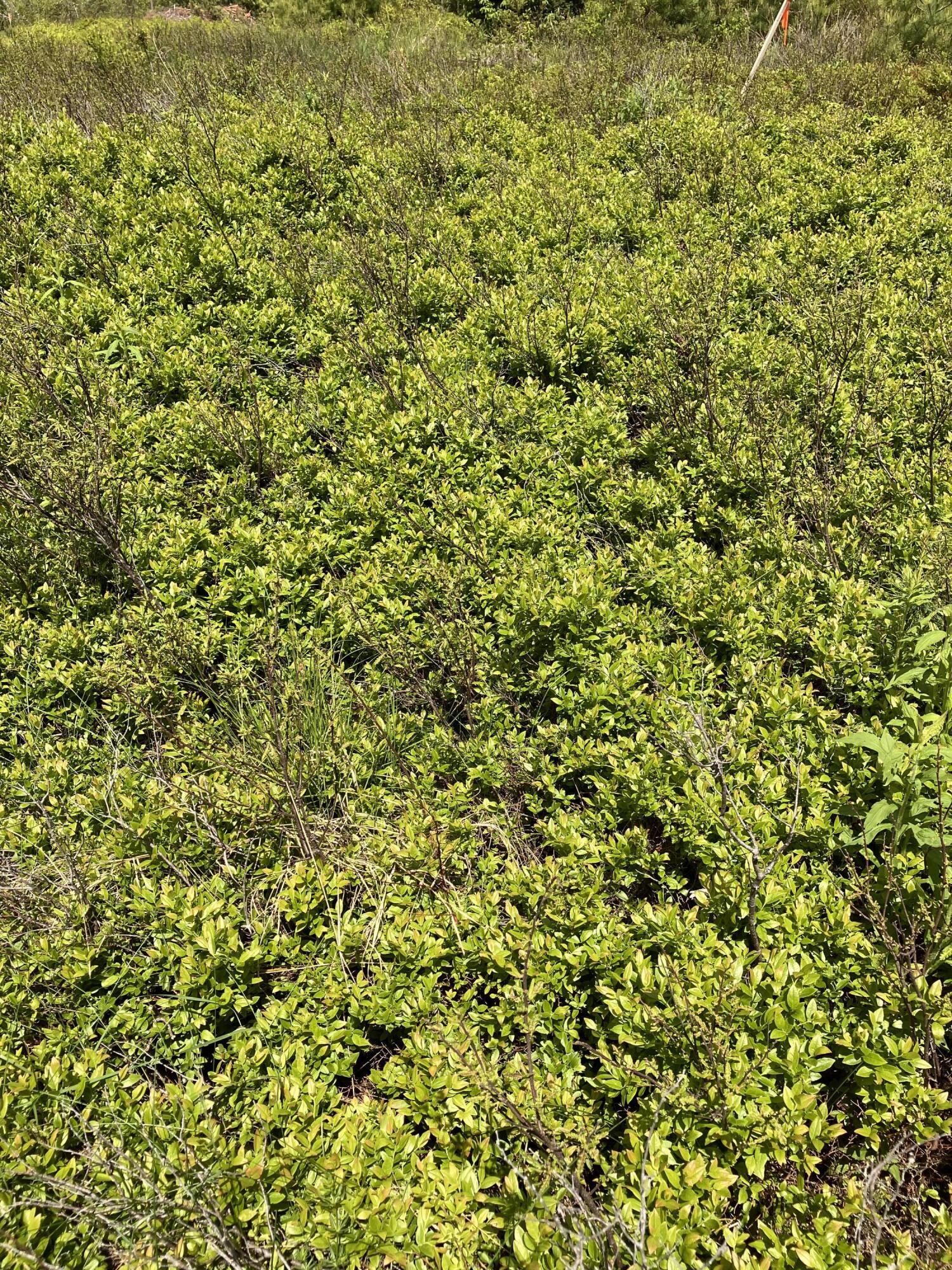 0 Eagle Lake Road Bar Harbor, ME 04609 - Photo 12 of 12 IMG_1379