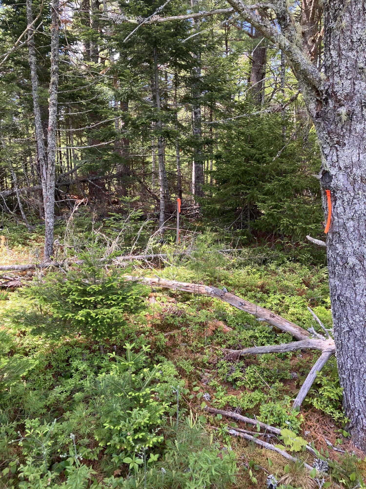 0 Eagle Lake Road Bar Harbor, ME 04609 - Photo 5 of 12 IMG_1363