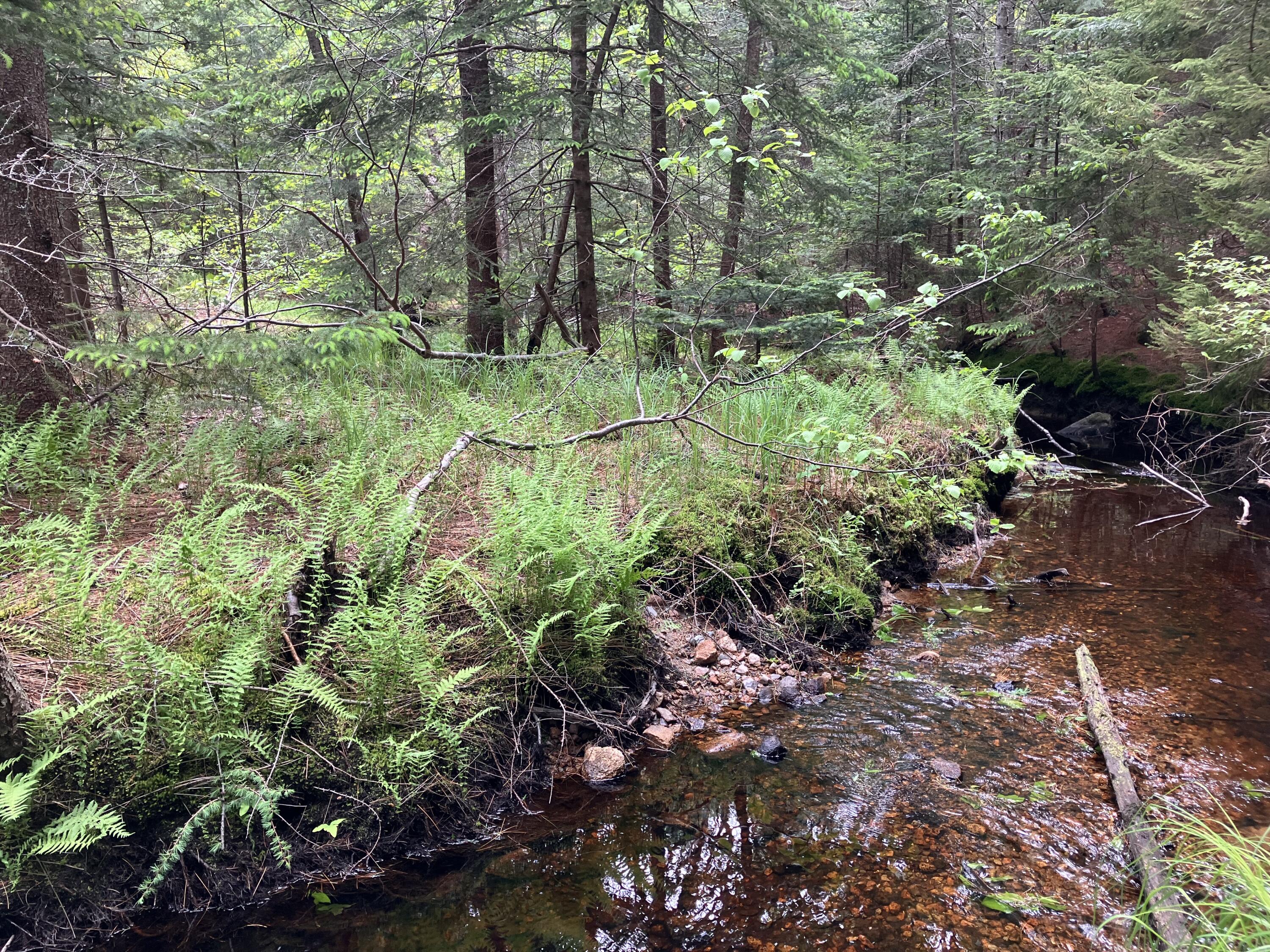 0 Eagle Lake Road Bar Harbor, ME 04609 - Photo 8 of 12 IMG_1370