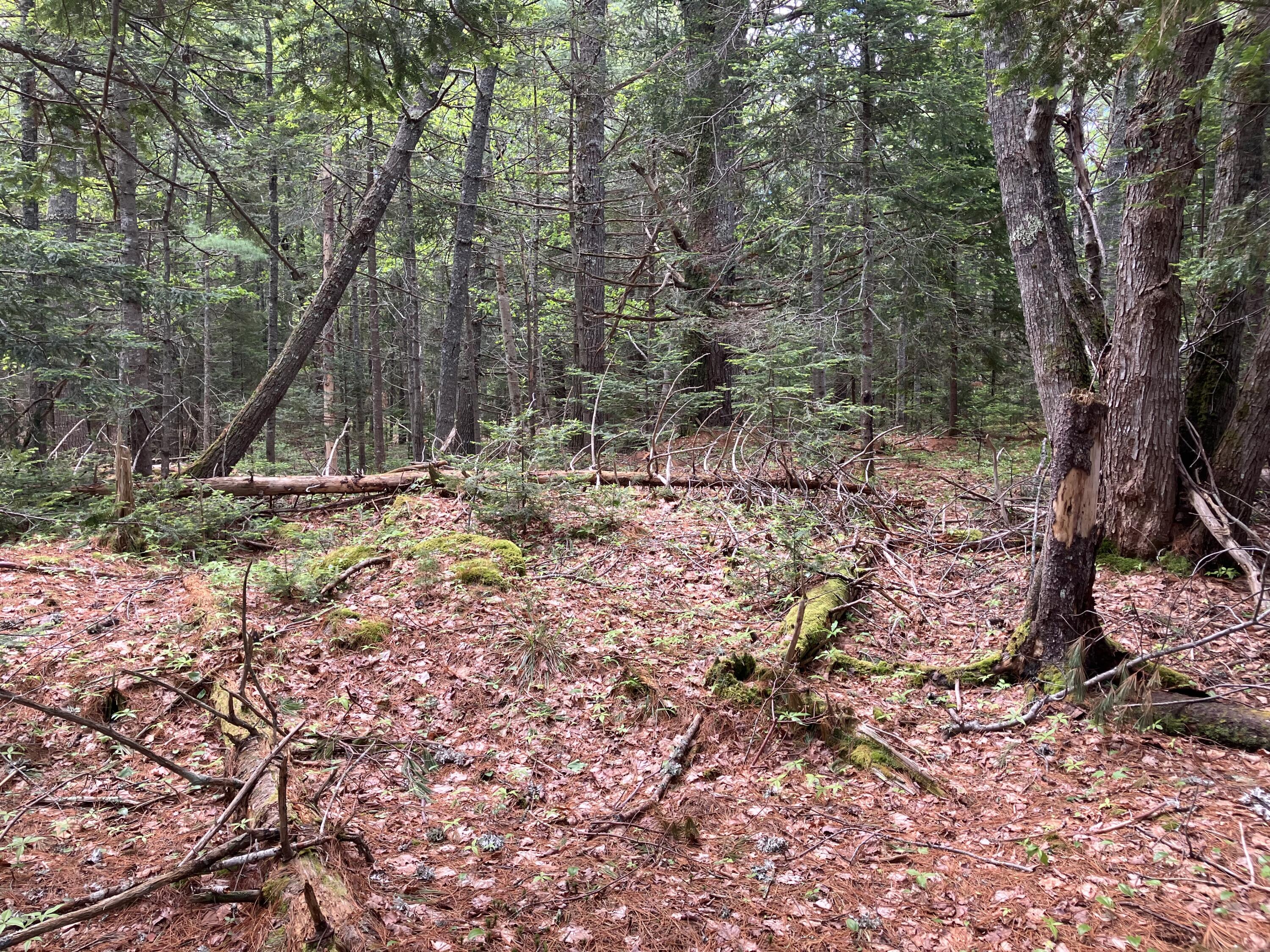 0 Eagle Lake Road Bar Harbor, ME 04609 - Photo 9 of 12 IMG_1371