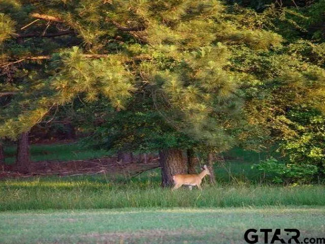 $179,000 | Lot 36 Acr 453, Montalba, TX 75853