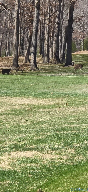 54 Bunker Boulevard Chesterfield, VA 23832 - Photo 59 of 64 Deer on the golf course!