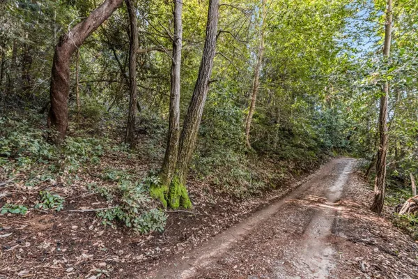 a view of a forest filled with trees