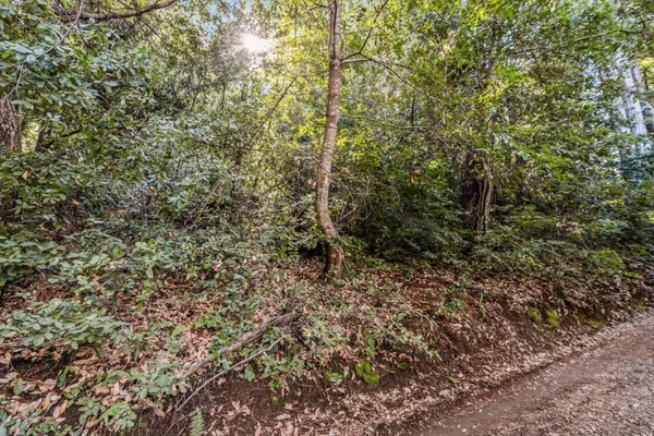a view of a forest with a tree