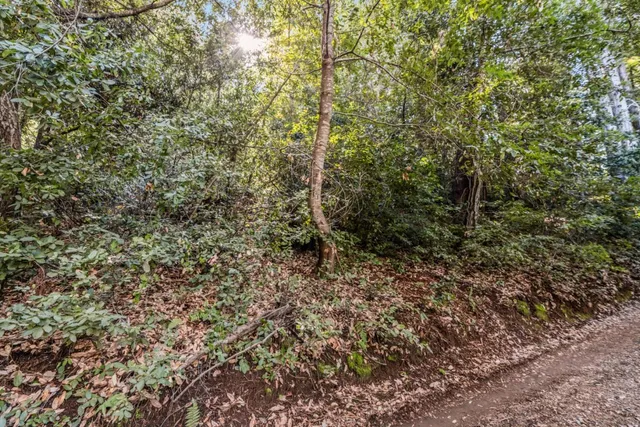 a view of a forest with a tree