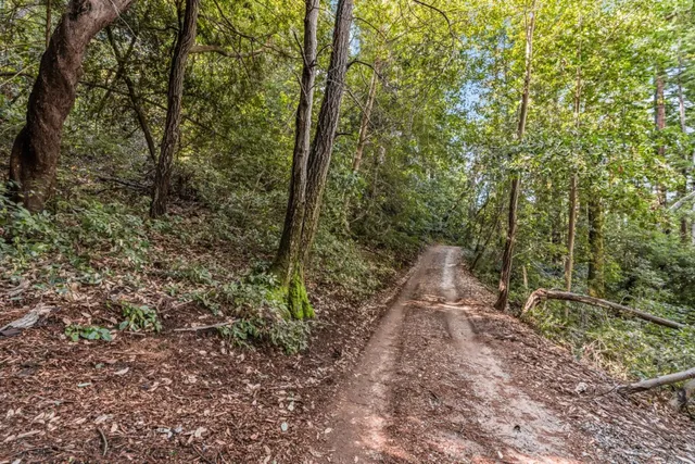 a view of a forest with trees