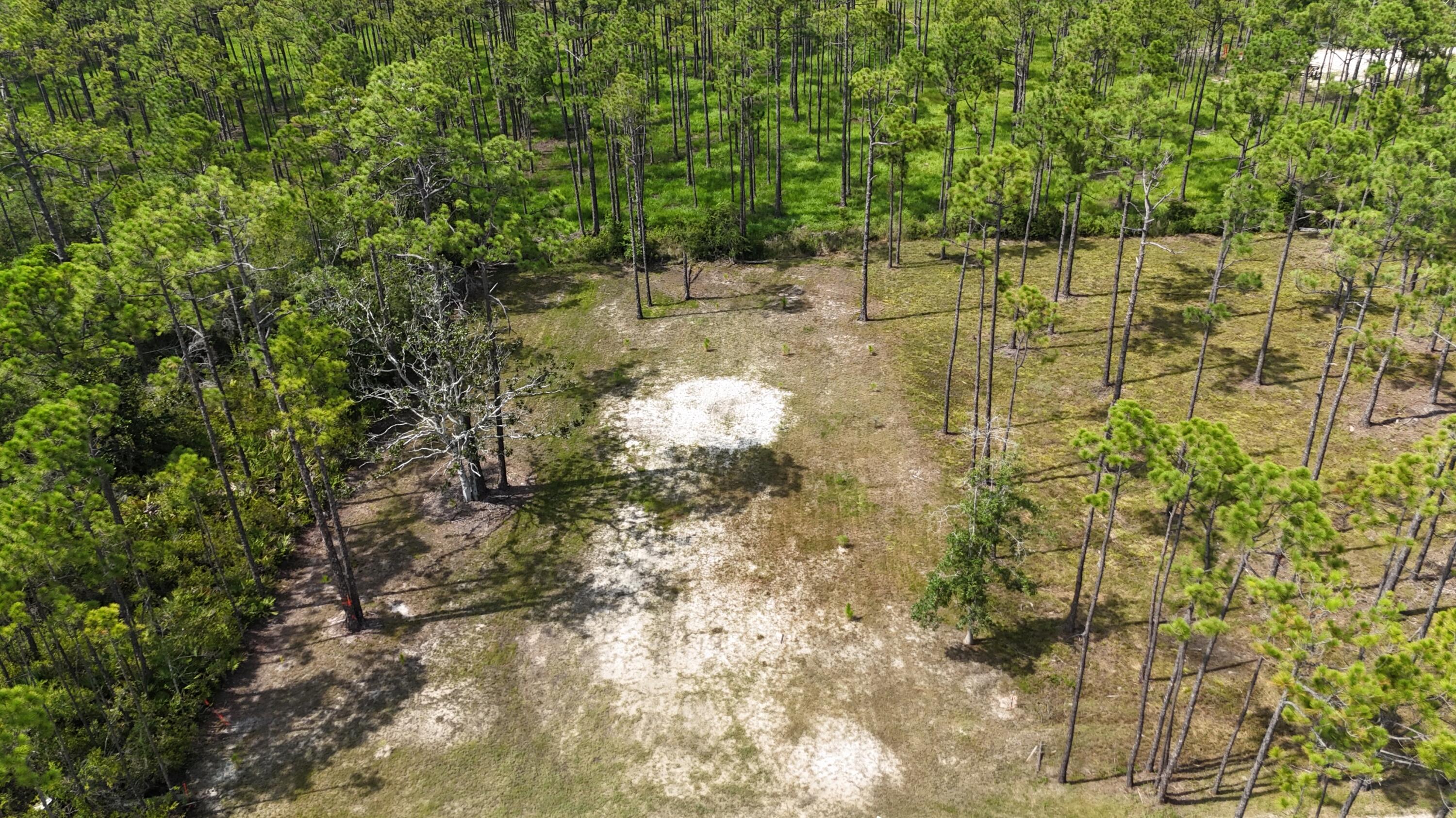 Lot 6 Foxmire Farm Road Santa Rosa Beach, FL 32459 - Photo 4 of 8 a picture of trees next to a yard